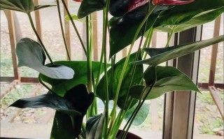 水培粉掌花茎啥样？根茎咋区分？