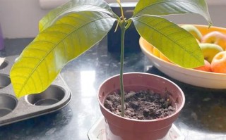 芒果盆栽怎么种？图文教你轻松上手！