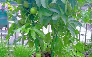 常绿叶盆栽果树怎么养？
