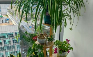 水培吊兰转土培11天，能活吗？