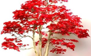 红枫叶盆栽怎么养才红？