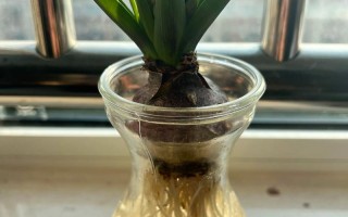 水培风信子好养活吗？能顺利开花吗？