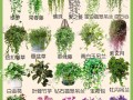 室内植物盆栽花卉有哪些常见名称？