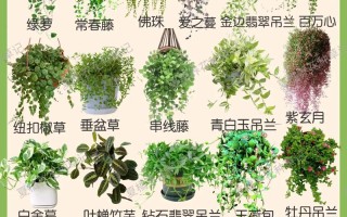 室内植物盆栽花卉有哪些常见名称？