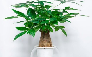 水培发财树水位该多高合适？