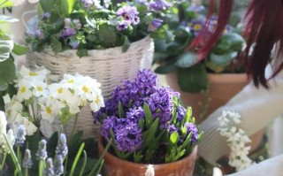 冬天水培风信子可行吗？