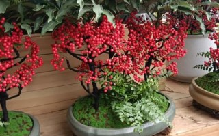 黄金万两花能水培吗？