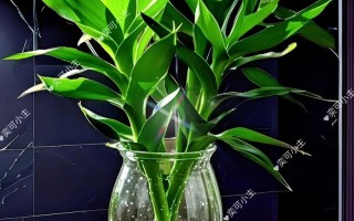 水培富贵竹底部发黄怎么办？