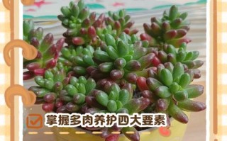 多肉长多大时摘心最合适？