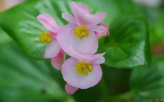 水培四季海棠花怎么养？图片里有答案吗？