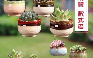 多肉选什么盆好养？关键看材质？