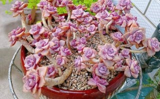 天冷多肉能浇温水吗？