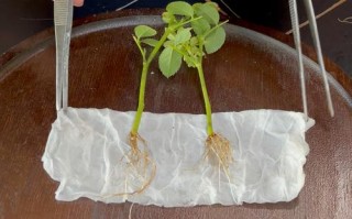 月季花水培生根怎么做？