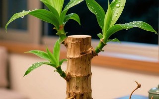 水培巴西木怎么快速发芽？