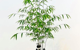 盆栽竹子有哪些常见品种？