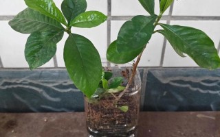 盆栽栀子花能直接水培吗？