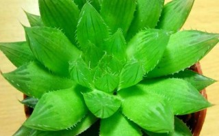 多层芦苇多肉有哪些品种？