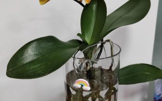 水培蝴蝶兰花期到底有多长？