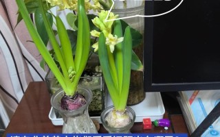 风信子水培怎么一步步生根发芽开花？