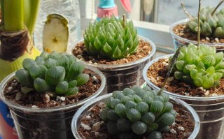 家庭养殖多肉植物大全