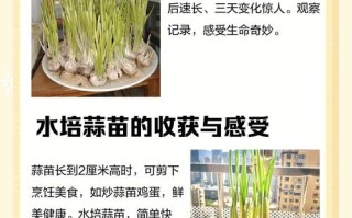 水培蒜不发芽能活吗？