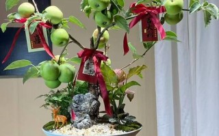 盆栽挂果靠什么技术实现？