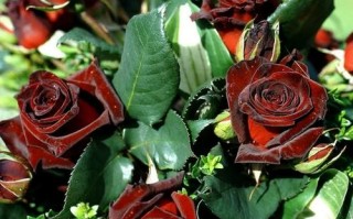 盆栽黑魔术玫瑰怎么养好？