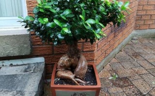 可以过冬的盆栽有哪些