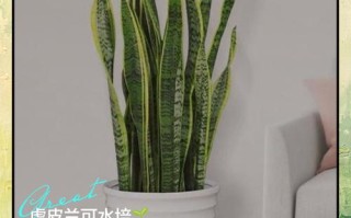 虎皮兰水培多久可移栽土里？