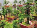 当前盆栽技术前沿突破有哪些？