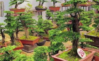 当前盆栽技术前沿突破有哪些？