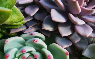 什么多肉好养活？新手必看品种推荐