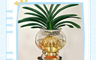 水培植物根长多长需换盆？