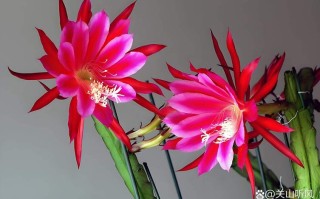 令箭荷花水培可行吗？有何优势？