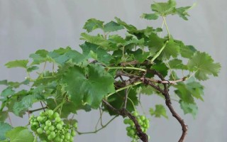 盆栽葡萄早春怎么管？