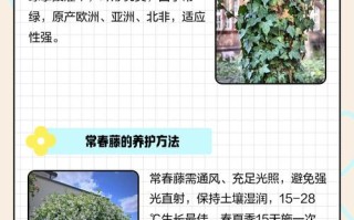 长春藤剪枝后能水培生根吗？