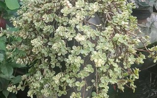 雅乐之舞怎么繁殖？