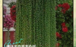 佛珠秋天会开花吗？