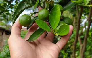 盆栽柑橘落果怎么回事