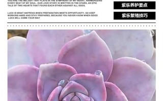 紫色多肉有哪些品种？