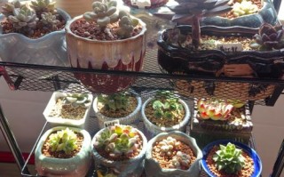 晚上多少度该把多肉搬进室内？