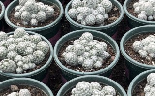 白鸟多肉开花有多灿烂？