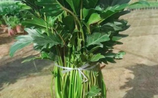 蔓绿绒水培只能用茎吗？