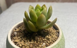 冬天黄丽多肉怎么浇水？