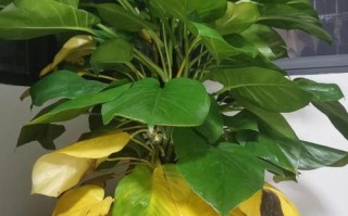 水培绿萝叶子发黄怎么办？