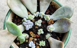 多肉叶插如何确保100%成功？