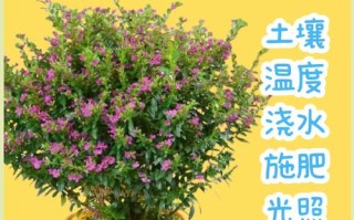 盆栽满天星种子怎么种？