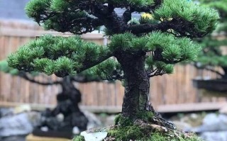 住宅能养松树盆栽吗？