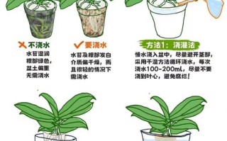 冬天盆栽浇水怎么浇才合适？