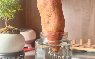 水培红薯水里加啥长得快又好？